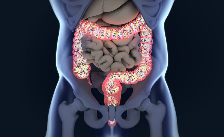 A ação da microflora intestinal no equilíbrio metabólico