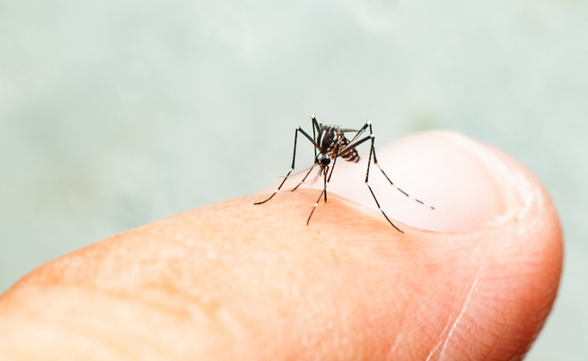 A Chikungunya na Itália: o que é? Nós, claramente,